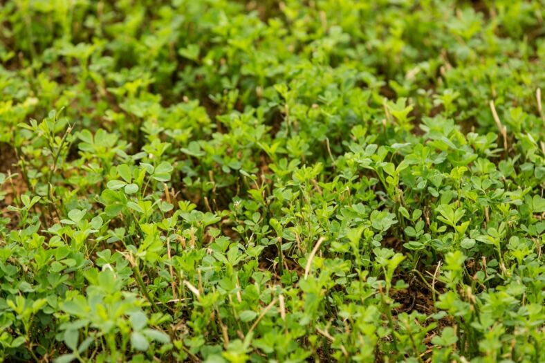 Crop Goals Key To Determining Lucerne Harvest Schedule Pioneer