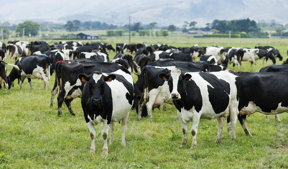 GT011 CI1 Maize Grain for dairy cows landing page comntent images 1140 x 670px_v12.jpg