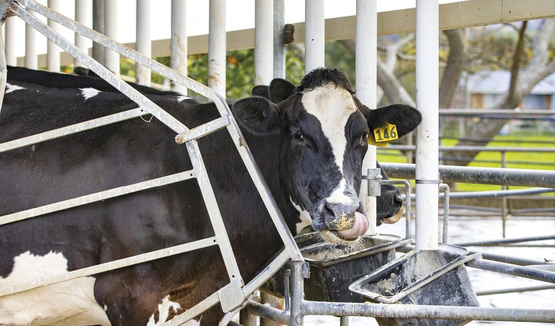 GT011 CI1 Maize Grain for dairy cows landing page comntent images 1140 x 670px_v15.jpg