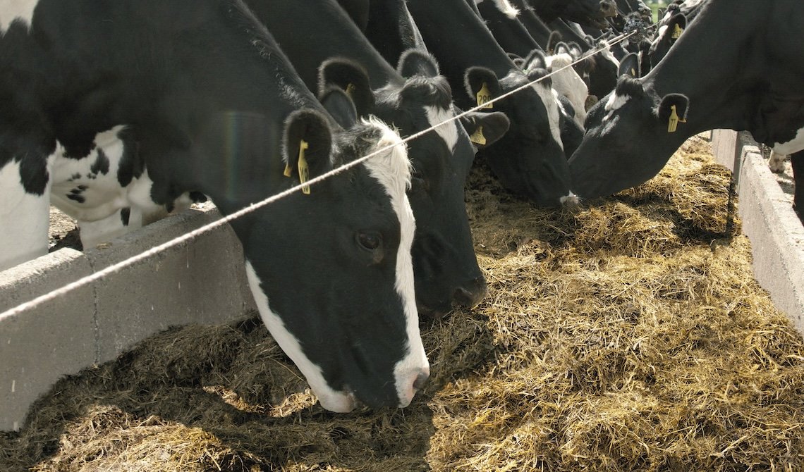 maximise pasture silage quality - cows eating grass silage.jpg