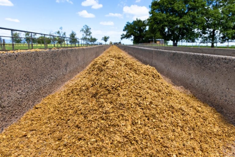 Feeding maize silage this summer