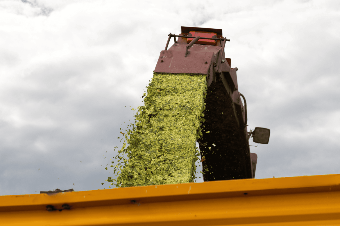 Make the most of your maize silage this harvest