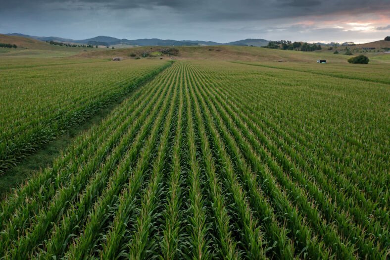 Getting ready for harvest